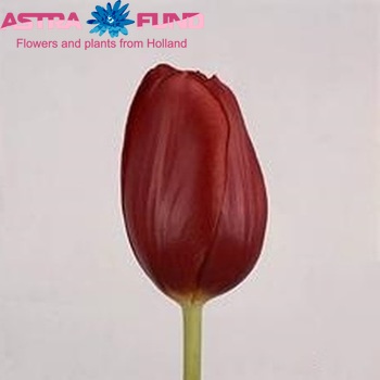 Tulipa enkel 'Santana' fotografie