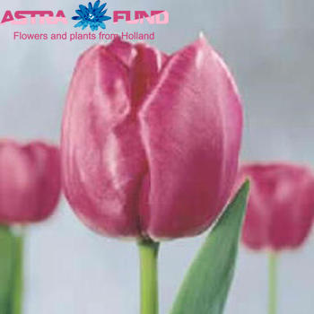 Tulipa enkel 'Sjakamaro' fotografie