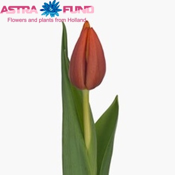 Tulipa enkel 'Tosca' fotografie