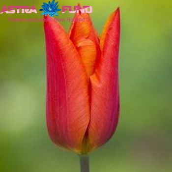 Tulipa enkel 'Veronique Sanson' fotografie