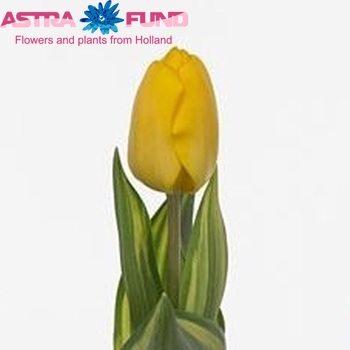 Tulipa enkel 'Yellow Wave' fotografie