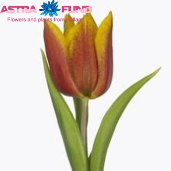 Tulipa enkel 'Yoko's Dream' fotografie