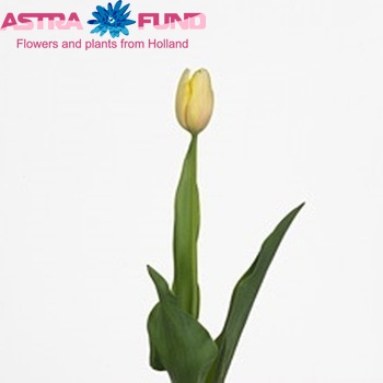 Tulipa Enkele Late Grp enkel 'Camargue' fotografie