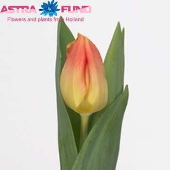 Tulipa Enkele Late Grp enkel 'Cocktail' fotografie