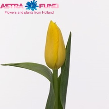 Tulipa Enkele Late Grp enkel 'Concador' fotografie