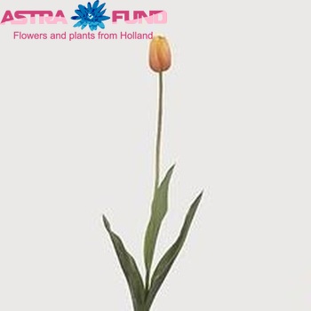 Tulipa Enkele Late Grp enkel 'Dordogne' fotografija