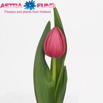 Tulipa Enkele Late Grp enkel 'First Cherry' fotografija