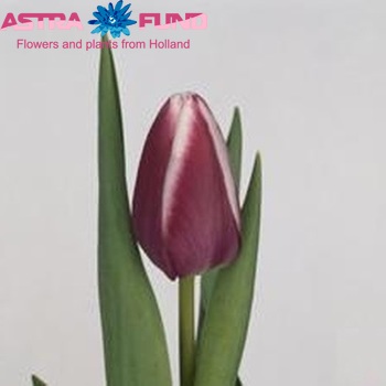 Tulipa Enkele Late Grp enkel 'Ganesja' fotografija