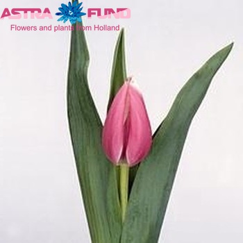 Tulipa Enkele Late Grp enkel 'Jumbo Beauty' fotografija