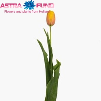 Tulipa Enkele Late Grp enkel 'La Courtine' fotografija