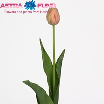 Tulipa Enkele Late Grp enkel 'Menton Exotic' fotografija