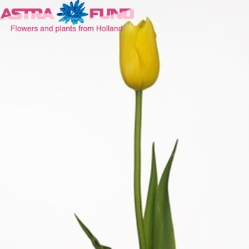 Tulipa Enkele Late Grp enkel 'Montecito' fotografija