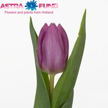 Tulipa Enkele Late Grp enkel 'Pikant' zdjęcie
