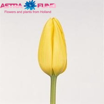 Tulipa Enkele Late Grp enkel 'Roi du Midi' zdjęcie