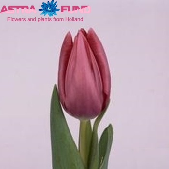Tulipa Enkele Vroege Grp enkel 'Bold Beautiful' zdjęcie
