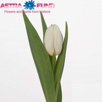 Tulipa Enkele Vroege Grp enkel 'Coquette' fotografie