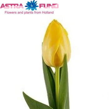 Tulipa Enkele Vroege Grp enkel 'Coquette Yellow' fotografie