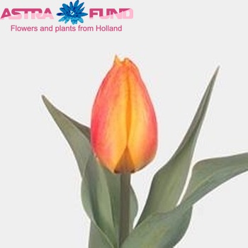 Tulipa Enkele Vroege Grp enkel 'Flair' fotografie