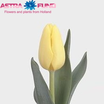 Tulipa Enkele Vroege Grp enkel 'Friendship' fotografie