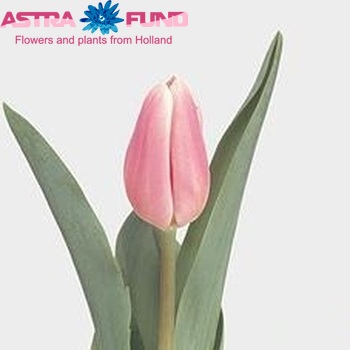 Tulipa Enkele Vroege Grp enkel 'Gabriella' fotografie
