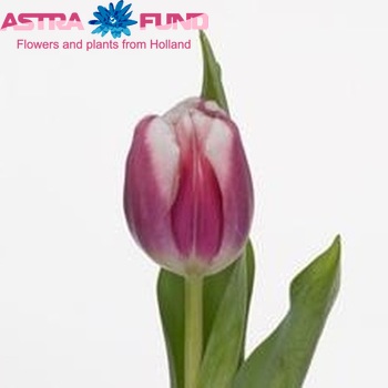 Tulipa Enkele Vroege Grp enkel 'Genua' fotografie