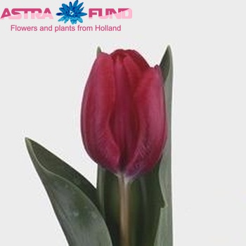 Tulipa Enkele Vroege Grp enkel 'Glossy Ruby' fotografie