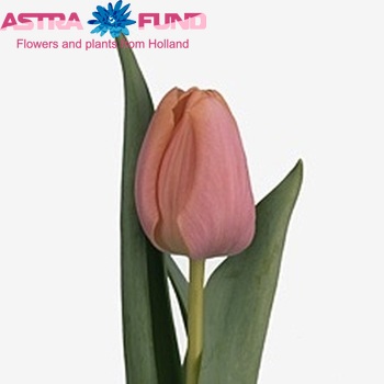 Tulipa Enkele Vroege Grp enkel 'India' fotografie