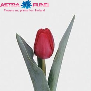 Tulipa Enkele Vroege Grp enkel 'Korando' fotografie