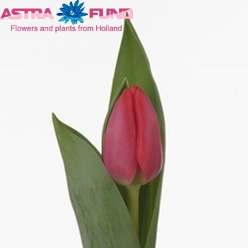 Tulipa Enkele Vroege Grp enkel 'Lava' fotografie