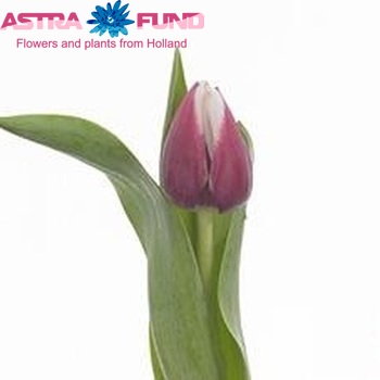 Tulipa Enkele Vroege Grp enkel 'Lifestyle' fotografie