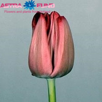 Tulipa Enkele Vroege Grp enkel 'Lydia' fotografie