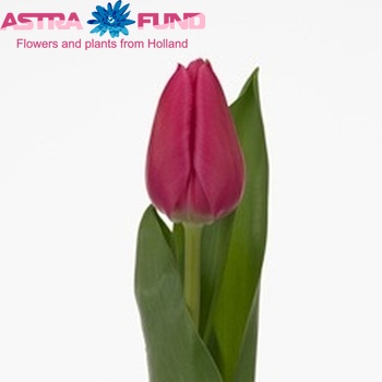 Tulipa Enkele Vroege Grp enkel 'Marvel Unique' fotografie