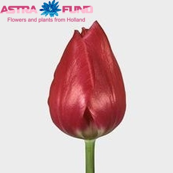 Tulipa Enkele Vroege Grp enkel 'Merry Christmas' fotografie