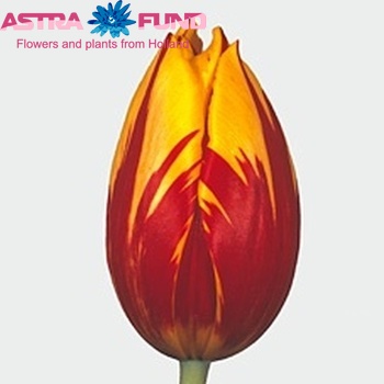 Tulipa Enkele Vroege Grp enkel 'Mickey Mouse' fotografie