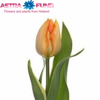 Tulipa Enkele Vroege Grp enkel 'Queen of Bestseller' fotografie