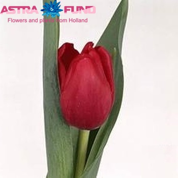 Tulipa Enkele Vroege Grp enkel 'Red Power' fotografie