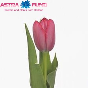 Tulipa Enkele Vroege Grp enkel 'Rita' fotografie