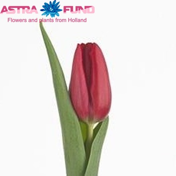 Tulipa Enkele Vroege Grp enkel 'Ruby Prince' fotografie