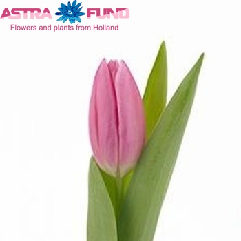 Tulipa Enkele Vroege Grp enkel 'Saint Petersburg' fotografie