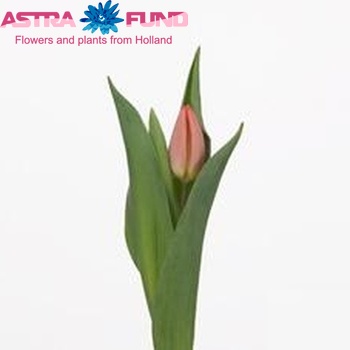 Tulipa Enkele Vroege Grp enkel 'Salmon Prince' fotografie