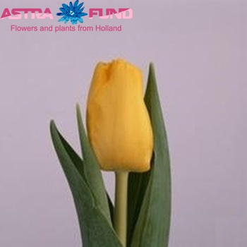 Tulipa Enkele Vroege Grp enkel 'Skyline' fotografie