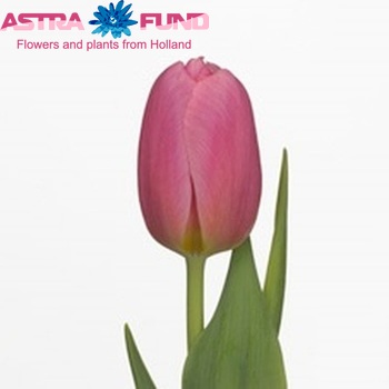 Tulipa Enkele Vroege Grp enkel 'Talpa' fotografie