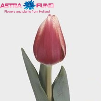 Tulipa Enkele Vroege Grp enkel 'Tetry Vivi' fotografie