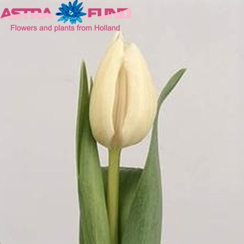 Tulipa Enkele Vroege Grp enkel 'White Flight' fotografie