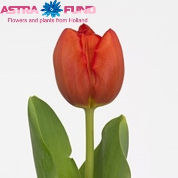Tulipa Enkele Vroege Grp enkel 'Willex' fotografie