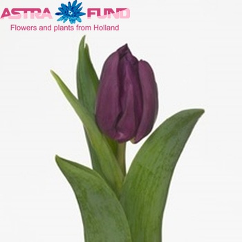 Tulipa Enkele Vroege Grp 'Laptop' fotografie