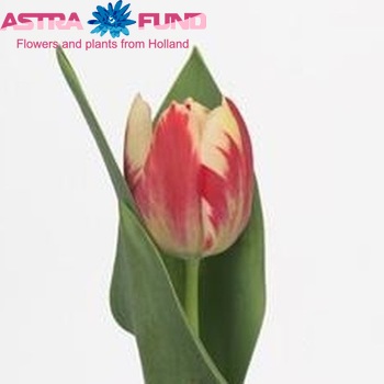 Tulipa 'Flaming Prominence' fotografie