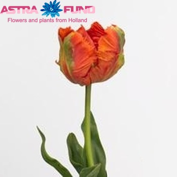 Tulipa 'Flower Power' fotografie