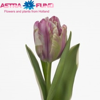 Tulipa 'Fresh Air' fotografie