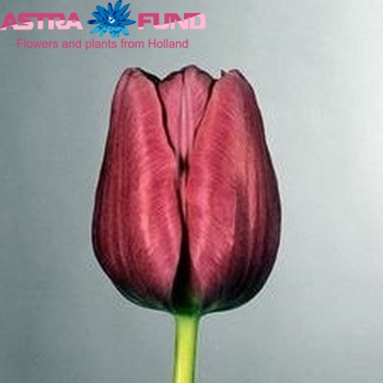 Tulipa Gander fotografie